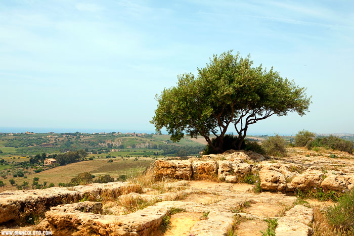 Агридженто