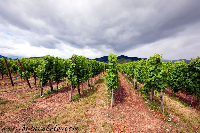 Виноградники вокруг Эгисхайм