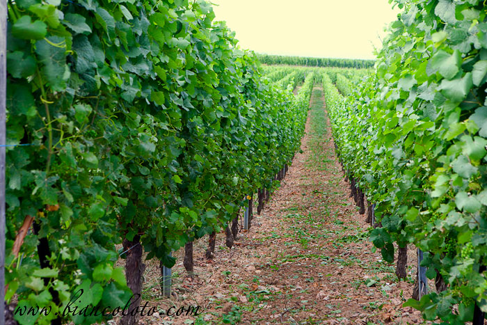 Виноградники в Эльзасе