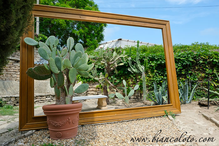 Кактусы и суккуленты. Ботанический сад Балчик 