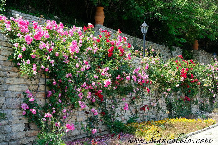 Ботанический сад Балчик 
