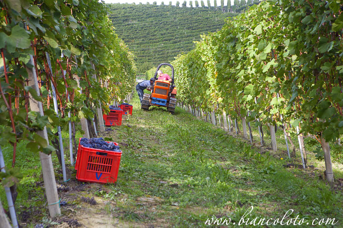 Барбареско