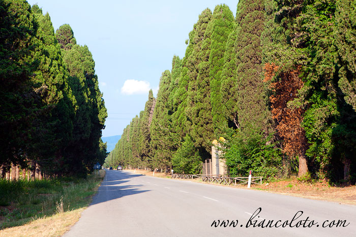 Кипарисовая аллея. Болгери. Тоскана. Италия