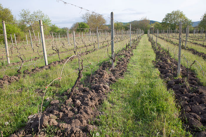 Виноградники Болниси 