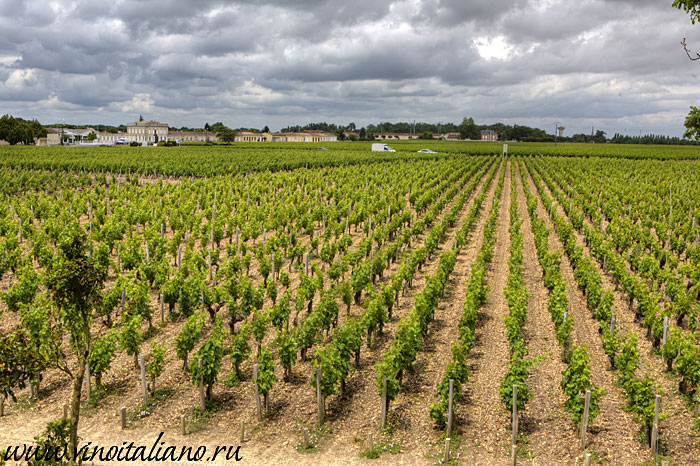 Виноградники Бордо