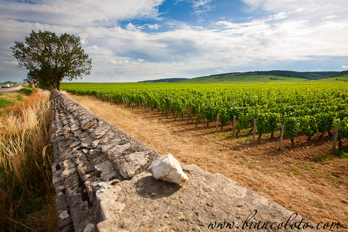 Виноградники Бургундии