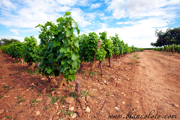 Виноградники в коммуне Жевре-Шамбертен