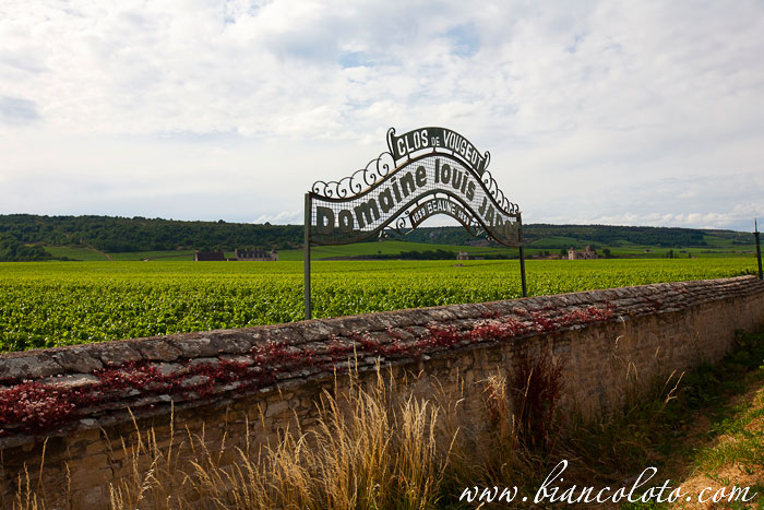 Clos de Vougeot - Louis Jadot