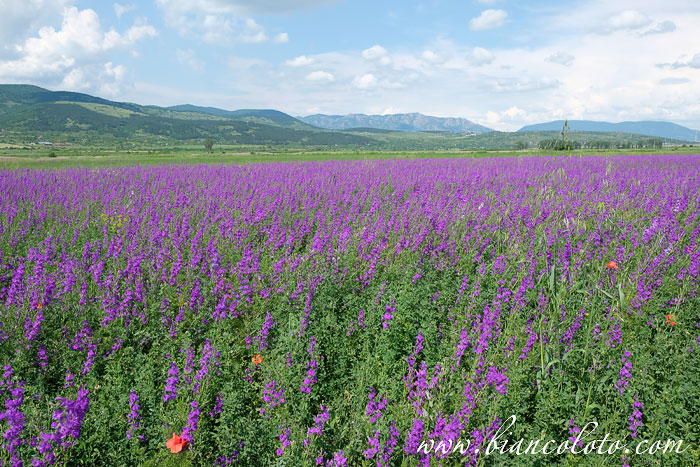 Черноморское побережье Болгарии
