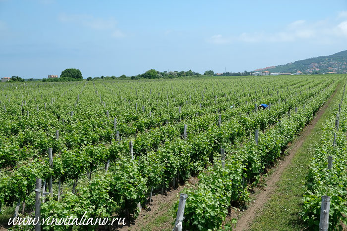 Виноградники Албены