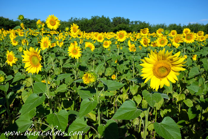 Поля с подсолнухами