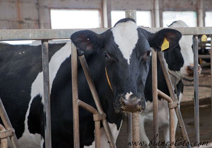 Ферма Братья Чебурашкины