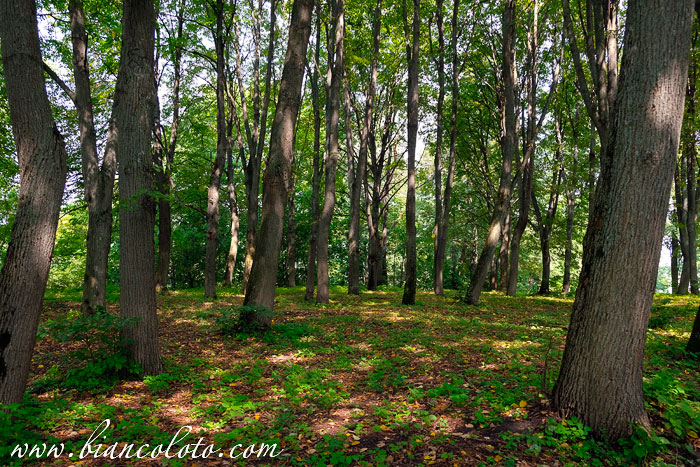 Чекалин (Лихвин)