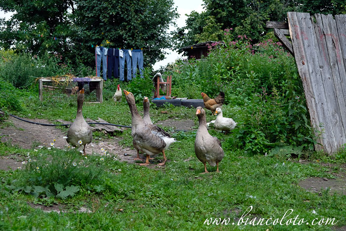 Чекалин (Лихвин)