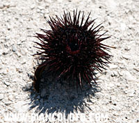 Морской еж