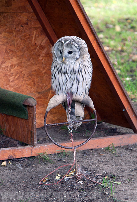 Герб рода Шварценбергов.