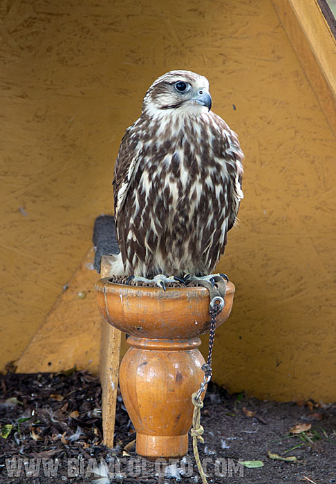 Орлик-над-Влтавой