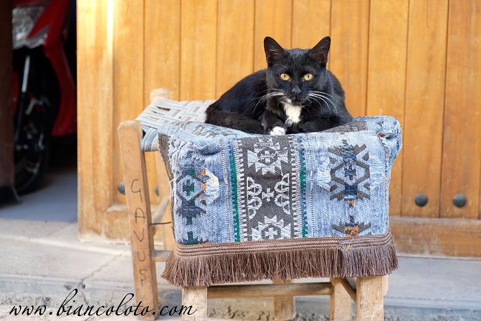 Кот из Диярбакыра