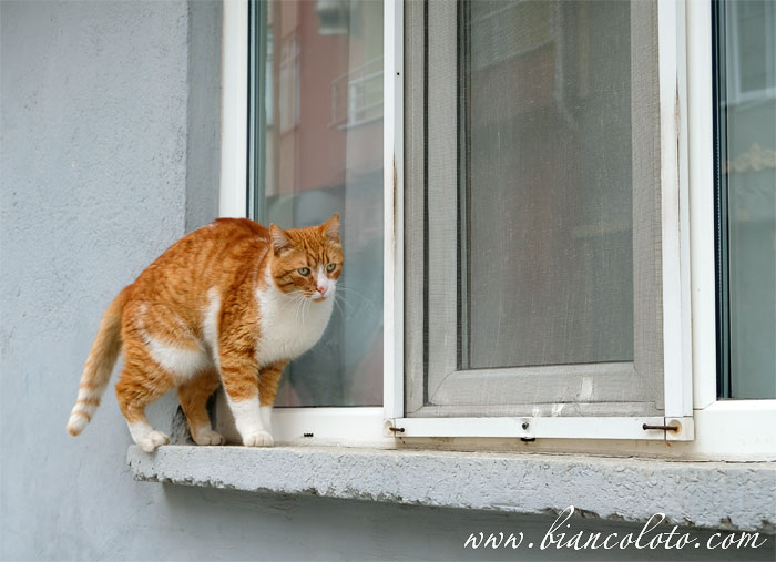 Кошка в Турции