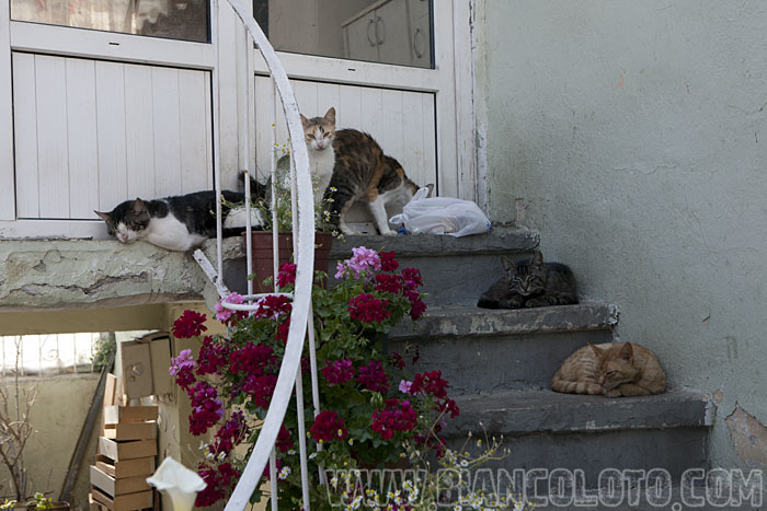 Фоча. Турция.