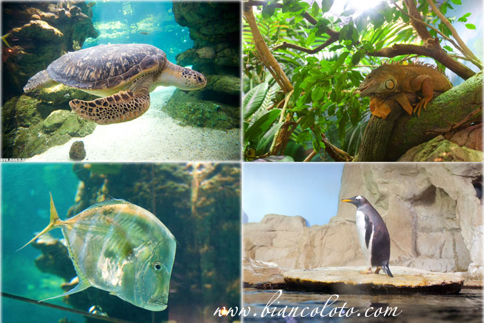 Аквариум. Генуя