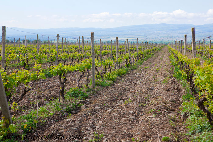 Виноградники Шалошвили