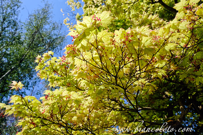 Сад Нинфа (Giardino di Ninfa)