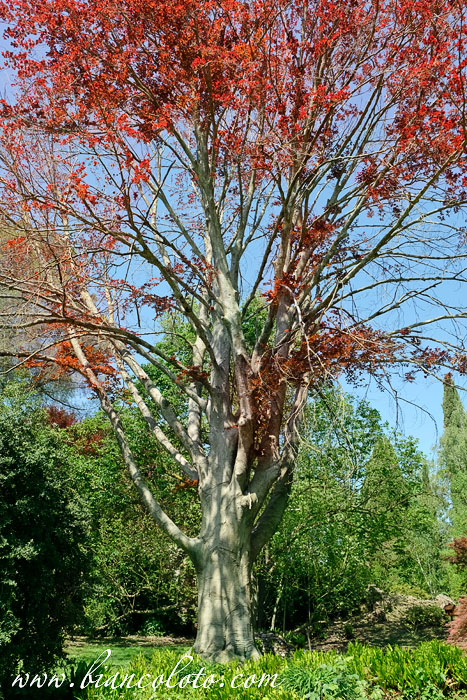 Сад Нинфа (Giardino di Ninfa)