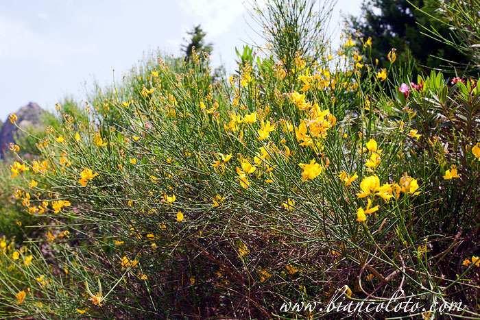 Куст джинестры
