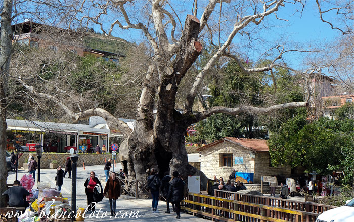 Дерево Моисея