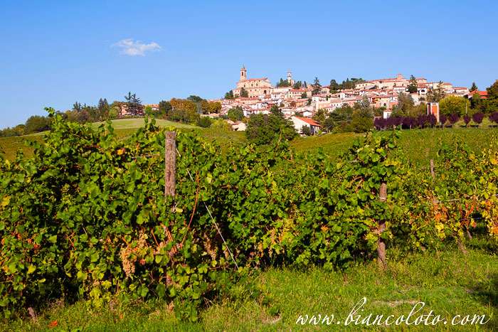 Каманья Монферрато