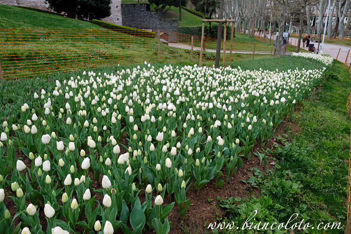 Фестиваль тюльпанов в парке Гюльхане в Стамбуле 
