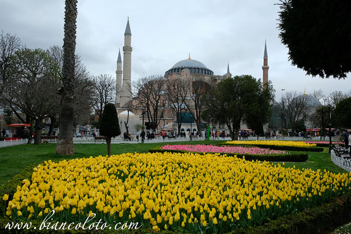 Фестиваль тюльпанов. Площадь Султанахмет в Стамбуле 