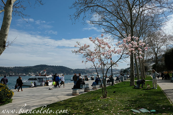 Парк в Бебеке. Стамбул