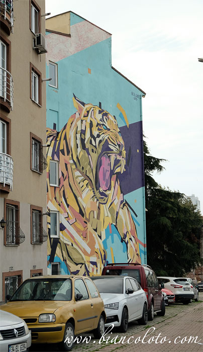 Тигр, Arlin Graff