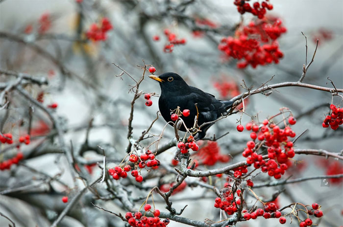 «Дни дрозда» в Италии