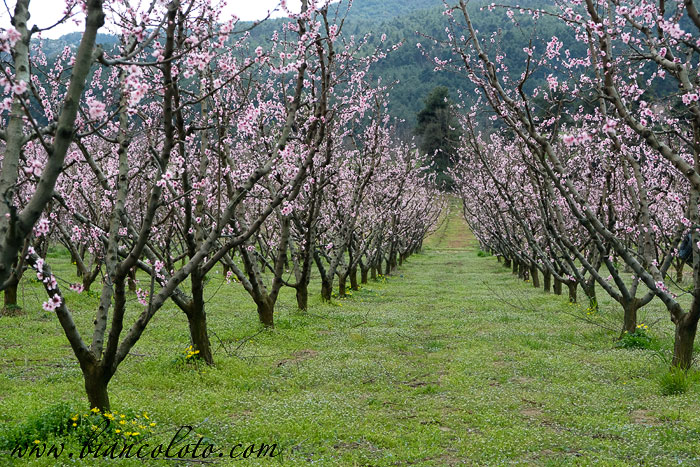 Цветущие сады в Изнике