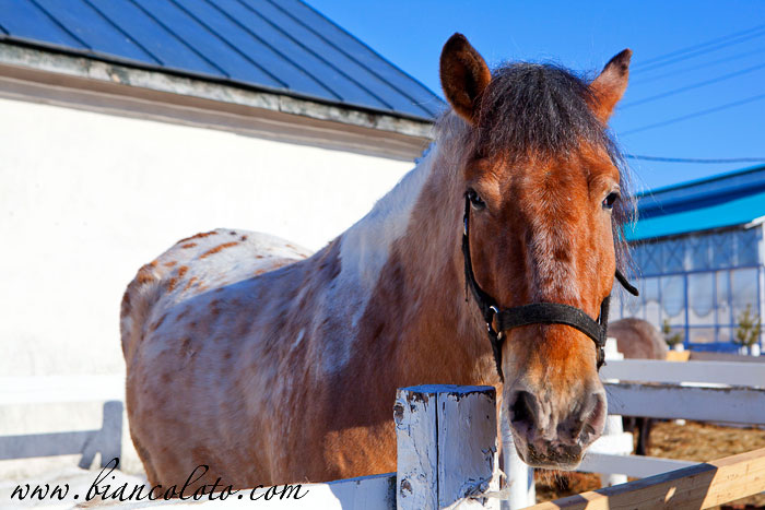 Конюшня и контактный зоопарк