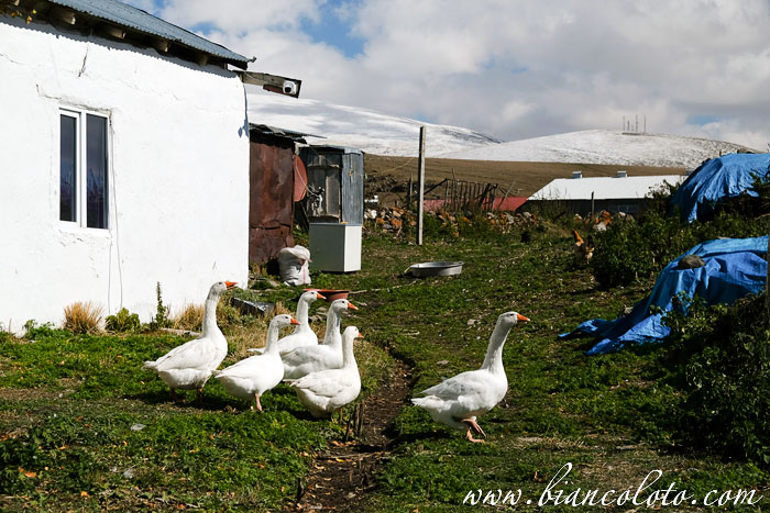 Богатепе. Карс