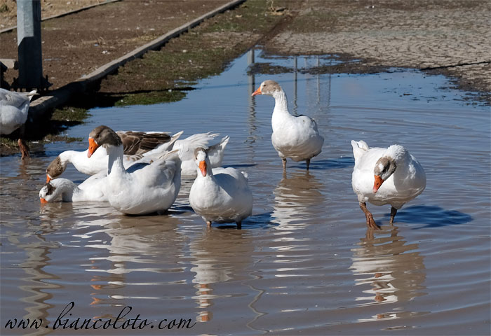 Гуси в Карсе