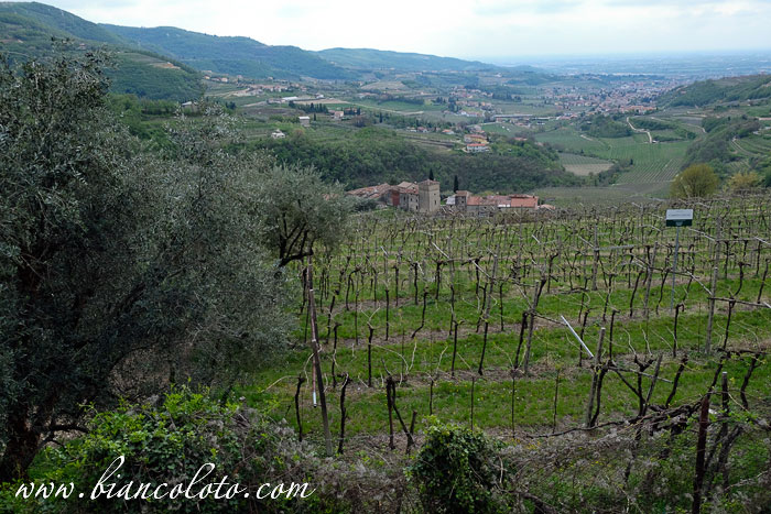 Вид на виноградники