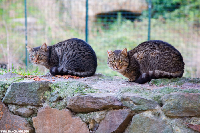 Ливорно, Новая крепость
