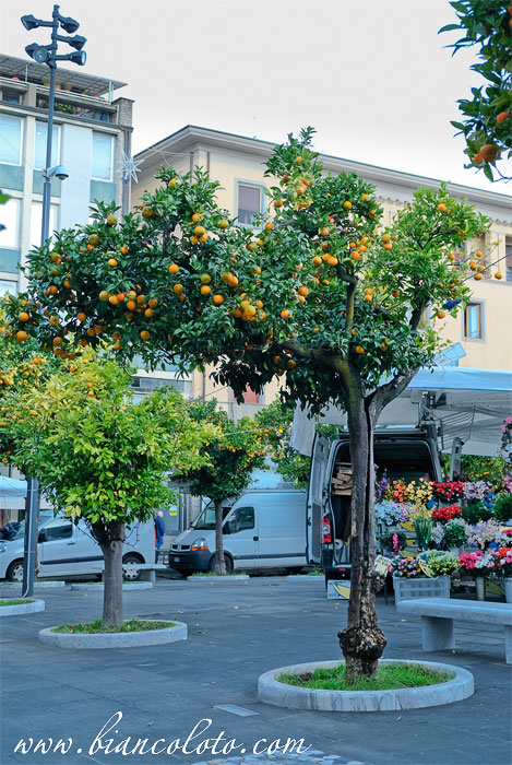 Piazza Aranci. Масса (Massa)