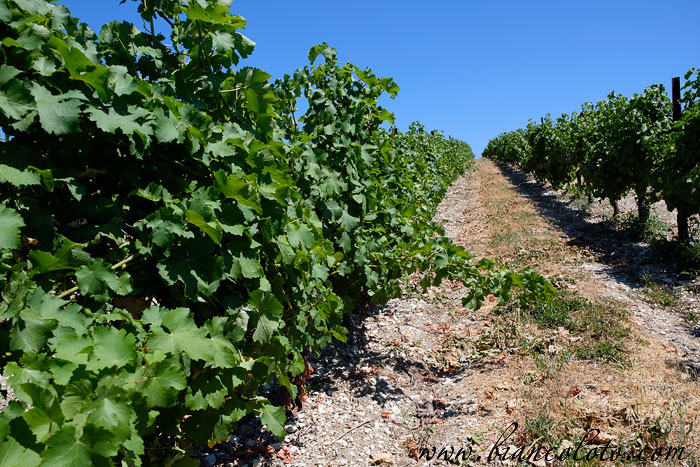 Виноградники  «Мысхако»