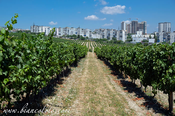 Виноградники  «Мысхако»