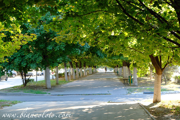 Платовский проспект