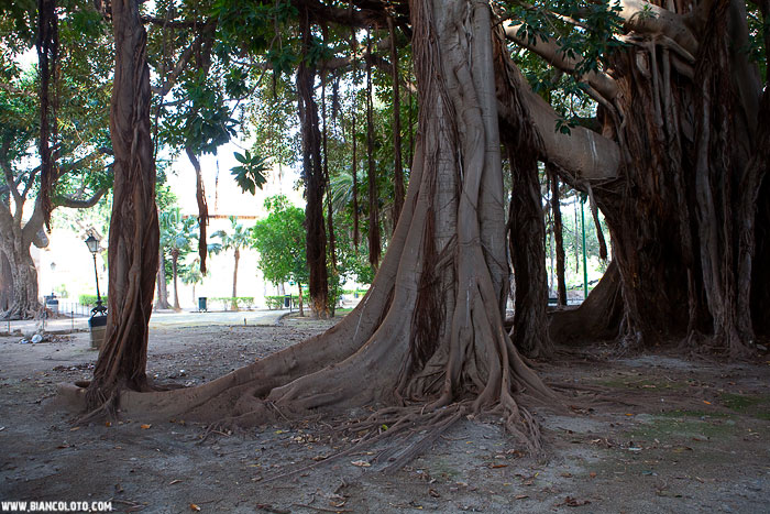 Сад им. Гарибальди.  Палермо