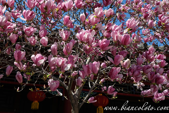 5 факторов, которые стоит учесть при путешествии в Пекин