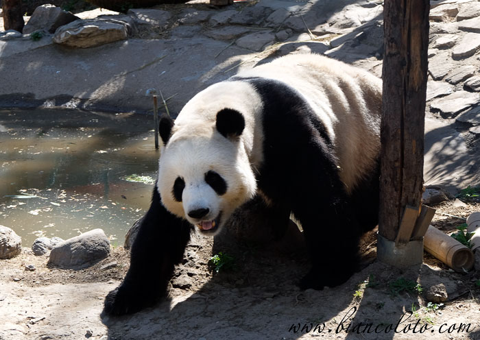Панда в Пекинском зоопарке