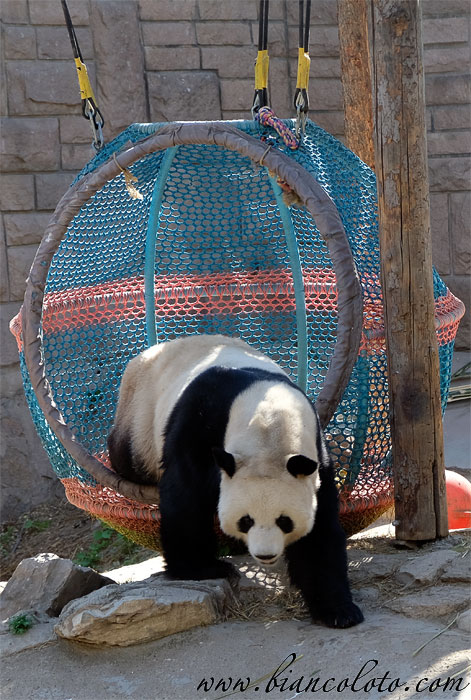 Панды в Пекинском зоопарке
